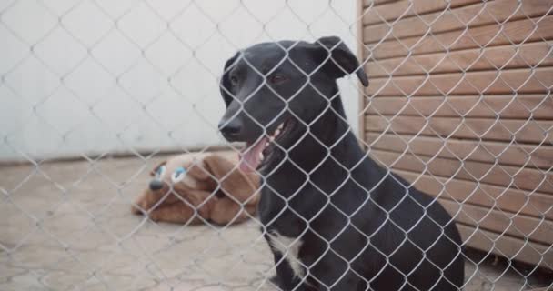 Ritratto Simpatico Amichevole Cane Salvataggio Razza Mista Cane Bello Giocoso — Video Stock