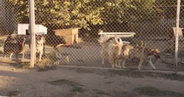 Mittlere Aufnahme Vom Tierheim Nette Und Freundliche Hunde Warten Auf — Stockvideo