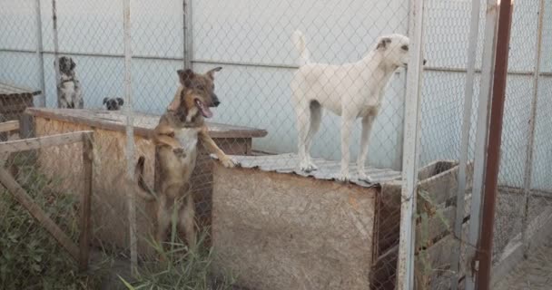 Mediu Împușcat Adăpost Pentru Câini Câini Drăguți Prietenoși Care Așteaptă — Videoclip de stoc