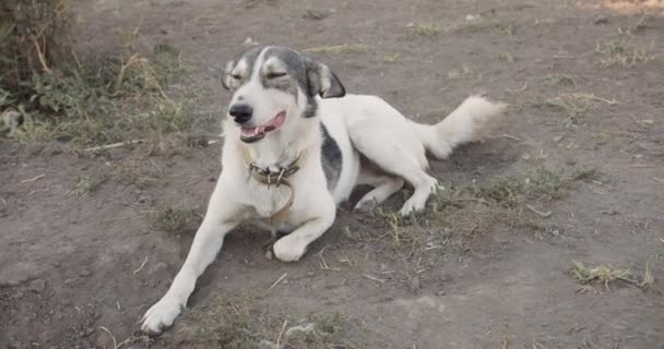 可爱和友善的救援犬的肖像 混血儿乖 爱玩的狗在收容所等人收养 — 图库视频影像