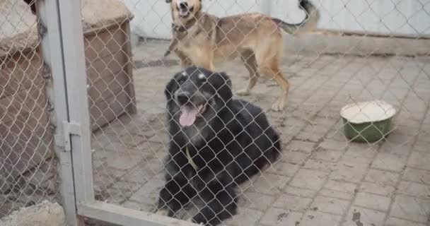 Medio Disparo Refugio Para Perros Perros Simpáticos Amigables Esperando Adopción — Vídeos de Stock