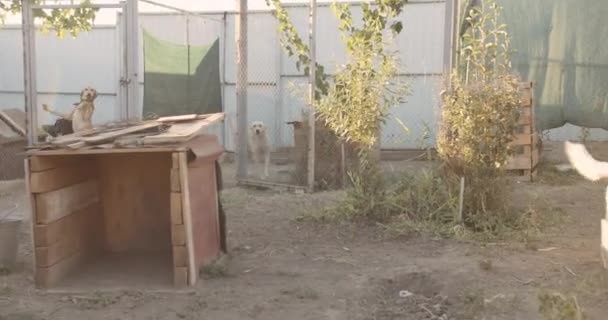 Wijd Shot Van Hondenasiel Leuke Vriendelijke Honden Wachten Adoptie Het — Stockvideo