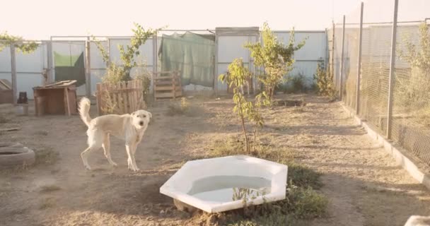 犬小屋の広い4Kショット 素敵でフレンドリーな犬が養子縁組を待っています 野良動物のコンセプトを支援 — ストック動画