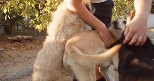 Hombre Voluntario Jugando Con Perros Refugio Para Perros Ayudar Concepto — Vídeos de Stock