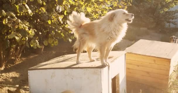 可愛くて優しい救助犬の肖像画 犬の避難所での採用を待っている混合品種素敵な遊び心のある犬 — ストック動画