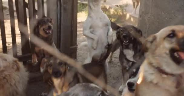 中4K枪的狗庇护所 善良友善的狗在等待收养 帮助流浪动物概念 — 图库视频影像