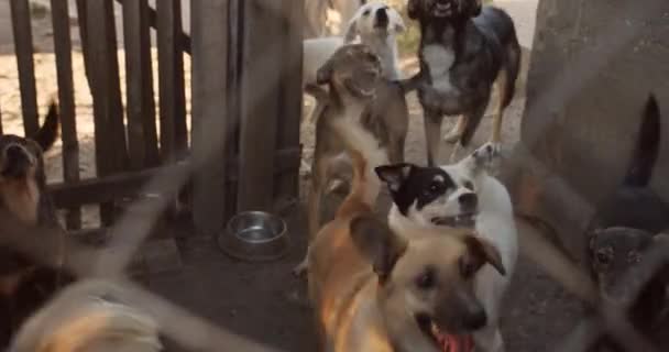 Medium Shot Hondenasiel Leuke Vriendelijke Honden Wachten Adoptie Het Concept — Stockvideo