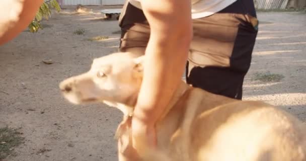 Άνδρας Εθελοντής Παίζει Σκυλιά Στο Καταφύγιο Σκύλων Βοήθεια Στην Έννοια — Αρχείο Βίντεο