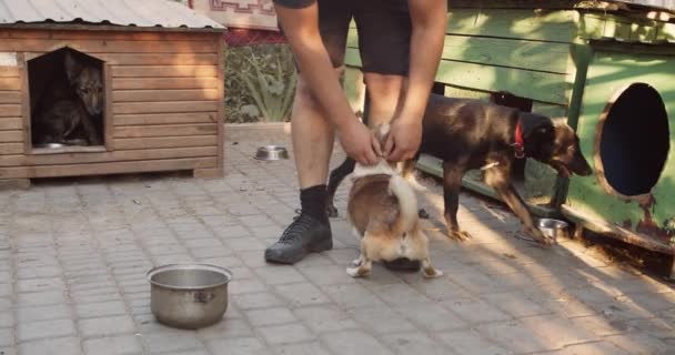 Мужчина Волонтер Играет Собаками Собачьем Приюте Помощь Бездомным Животным — стоковое видео