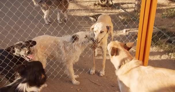 Medium Shot Dog Shelter Nice Friendly Dogs Waiting Adoption Helping — Stock Video