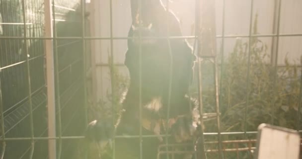 可爱和友善的救援犬的肖像 混血儿乖 爱玩的狗在收容所等人收养 — 图库视频影像