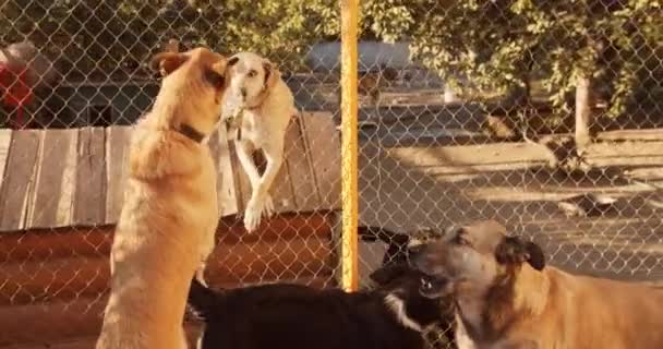 Orta Boy Köpek Barınağı Güzel Dost Canlısı Köpekler Evlat Edinilmeyi — Stok video