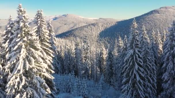 Plano Aéreo Hermoso Paisaje Montaña Invierno Drone Moviéndose Sobre Bosque — Vídeos de Stock