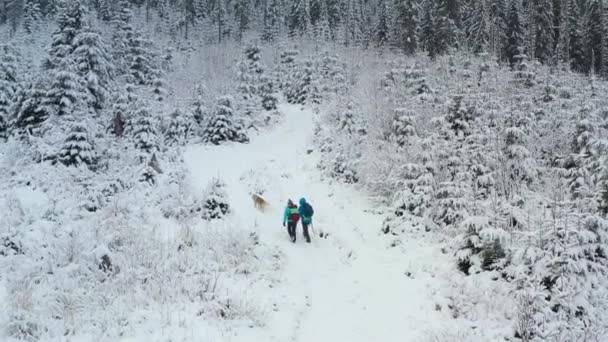 航拍的4K张照片 两名穿着蓝色夹克的远足者与西伯利亚哈士奇犬在雪山徒步旅行 带着狗在冬天徒步旅行 — 图库视频影像