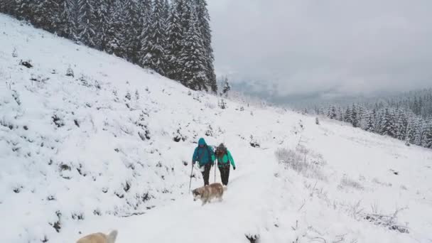 航拍的4K张照片 两名穿着蓝色夹克的远足者与西伯利亚哈士奇犬在雪山徒步旅行 带着狗在冬天徒步旅行 — 图库视频影像