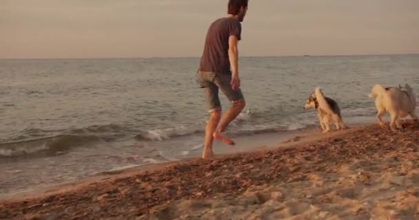 Gün Batımında Gün Doğumunda Sibirya Köpekleri Ile Sahilde Yürüyen Beyaz — Stok video