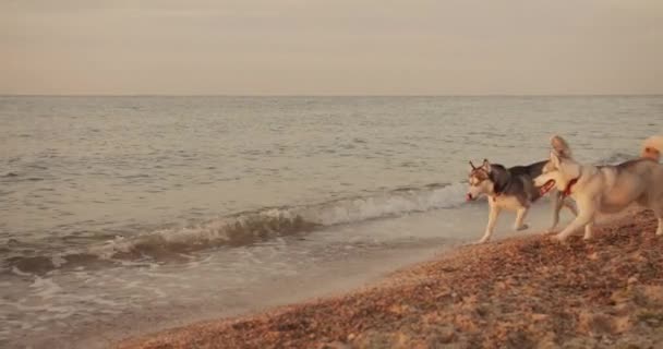 Jovem Casal Caucasiano Caminhando Praia Com Cães Husky Siberianos Durante — Vídeo de Stock