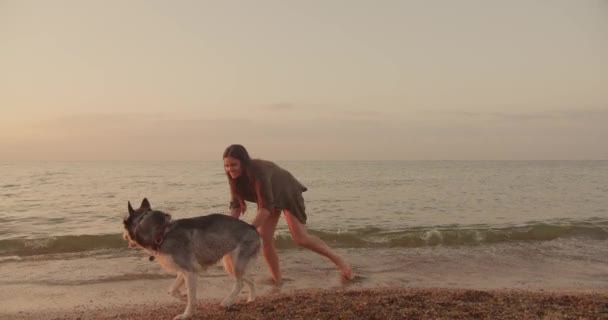 Gün Batımında Gün Doğumunda Sibirya Köpekleri Ile Sahilde Yürüyen Beyaz — Stok video