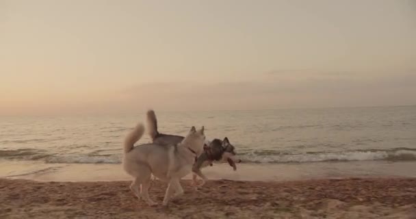 Gün Batımında Gün Doğumunda Sibirya Köpekleri Ile Sahilde Yürüyen Beyaz — Stok video