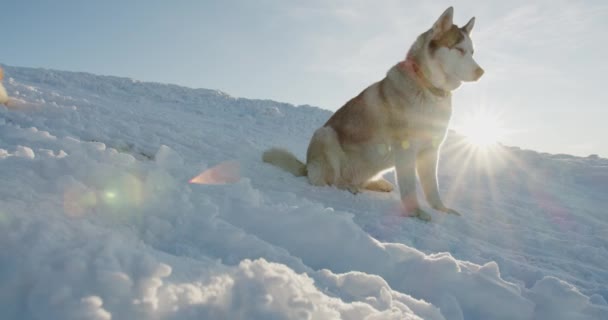 Syberyjski Pies Husky Zimnych Górach Śnieżnych Patrząc Piękny Widok Szczęśliwy — Wideo stockowe