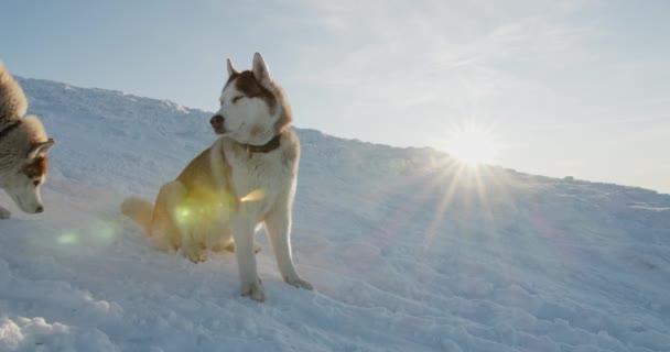 Sibirien Husky Hundar Kalla Snöiga Berg Och Tittar Vacker Utsikt — Stockvideo