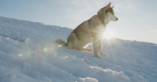 Cão Husky Siberiano Montanhas Nevadas Frias Olhando Para Bela Vista — Vídeo de Stock