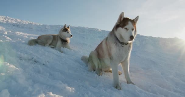 Sibiřští Husky Psi Chladných Zasněžených Horách Při Pohledu Krásný Výhled — Stock video