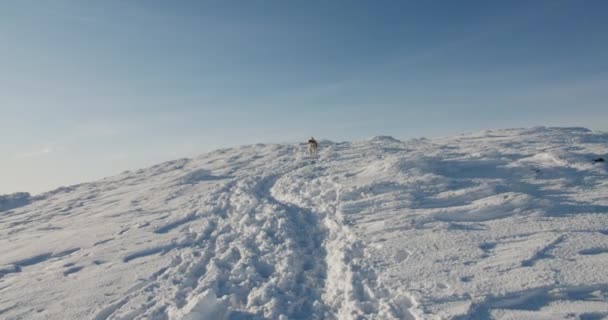 Cane Husky Siberiano Fredde Montagne Innevate Guardando Bella Vista Cane — Video Stock