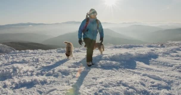 青いジャケットの男は 2匹のシベリアのハスキー犬と雪の山の中で屋外でハイキングします 美しい冬の山の背景に対する犬とハイカー アクティブなライフスタイルと旅行の遠隔地のコンセプト — ストック動画