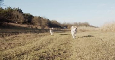 Ormanda yürüyen sevimli ve pofuduk Sibirya köpekleri.