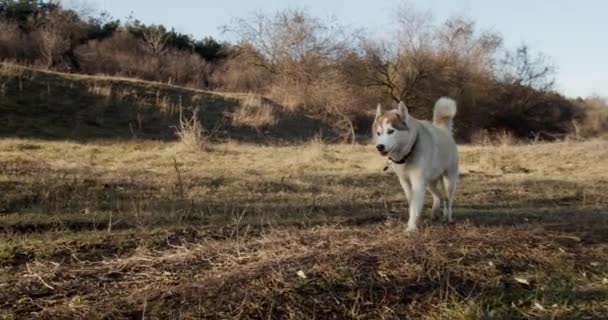 Plan Ralenti Chiens Husky Sibériens Mignons Moelleux Marchant Dans Forêt — Video