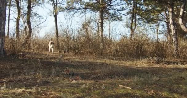 Ormanda Yürüyen Sevimli Pofuduk Sibirya Köpekleri — Stok video