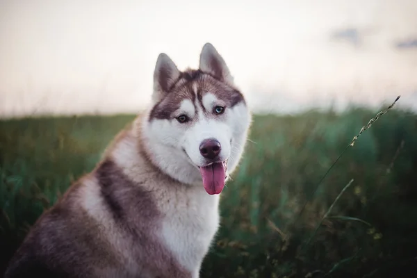 Siberian husky pies siedzi w dziedzinie — Zdjęcie stockowe