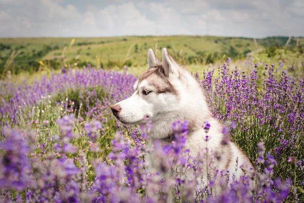 Sibirischer Husky-Hund sitzt im Lavendelfeld — Stockfoto