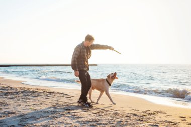 sunri sırasında labrador sahilde oynarken genç beyaz erkek