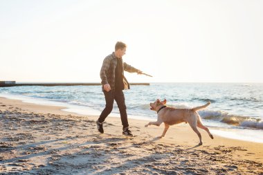 sunri sırasında labrador sahilde oynarken genç beyaz erkek