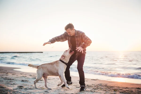 Unga kaukasiska manlig leker med labrador på stranden under sunri — Stockfoto