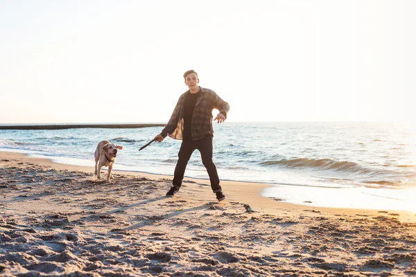 Unga kaukasiska manlig leker med labrador på stranden under sunri — Stockfoto