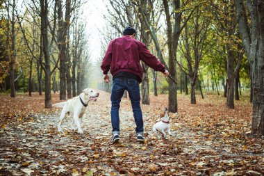 köpeklerle parkta oynayan adam. Beyaz adam sonbahar Park köpeklerle yürüyor
