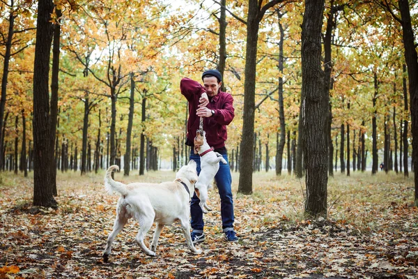 Mann spielt mit Hunden im Park Kaukasier geht mit Hunden im Herbstpark spazieren — Stockfoto