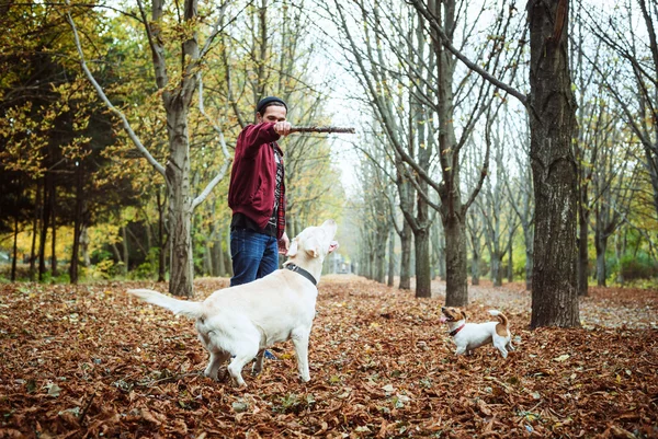 Homem brincando com cães no parque. Homem caucasiano andando com cães no parque de outono — Fotografia de Stock