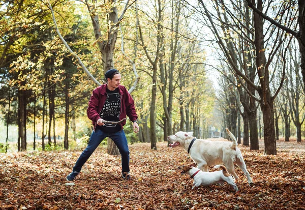 Мужчина играет с собаками в парке. Кавказский мужчина гуляет с собаками в осеннем парке — стоковое фото