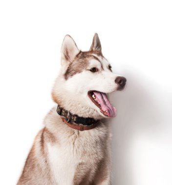 portrait of red and white siberian husky on white background