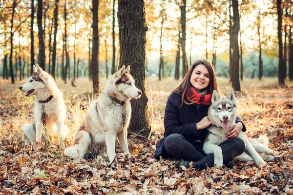 Joven hembra feliz divirtiéndose con tres perros husky siberianos en el parque de otoño durante la puesta del sol —  Fotos de Stock