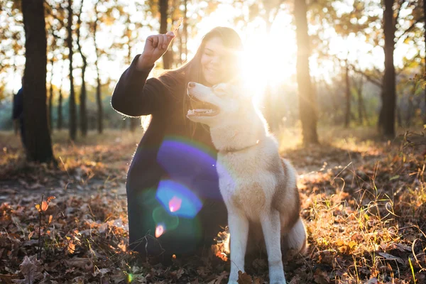 หญิงสาวที่มีความสุข มีความสนุกสนานกับสุนัขไซบีเรีย husky ในสวนฤดูใบไม้ร่วงในช่วงพระอาทิตย์ตก — ภาพถ่ายสต็อก