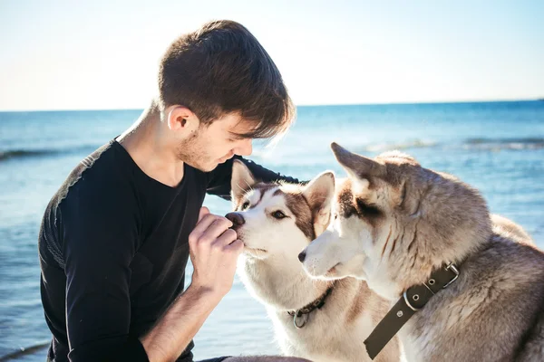 Спортивный самец играет с двумя хаски-собаками на пляже — стоковое фото