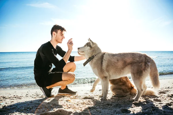 Спортивный самец играет с двумя хаски-собаками на пляже — стоковое фото
