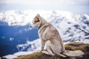 Sibirya Husky köpeği 