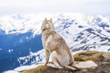 Sibirya Husky köpeği 