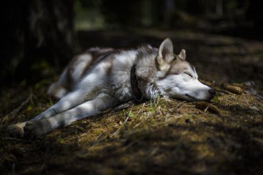 Sibirya husky yavrusu ormanda uyku